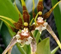 Ada ocanensis